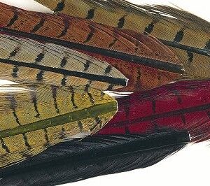 plumas-de-faisán-Veniard-cock-pheasant