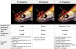 eg_eging_driftbanchonormalsinking_02b-1